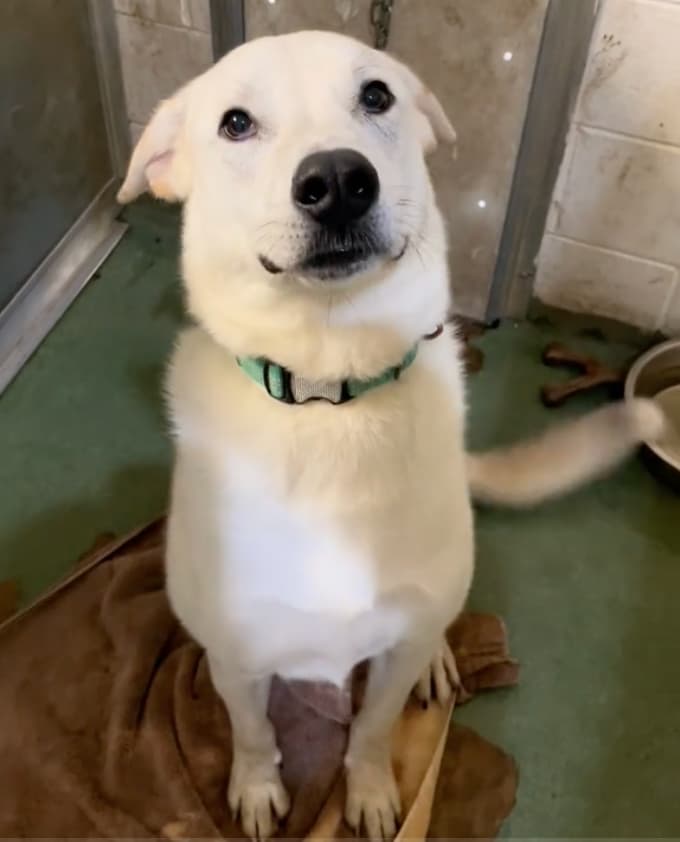 Watch As Dog Clings To Hope After 200+ Days At The Shelter