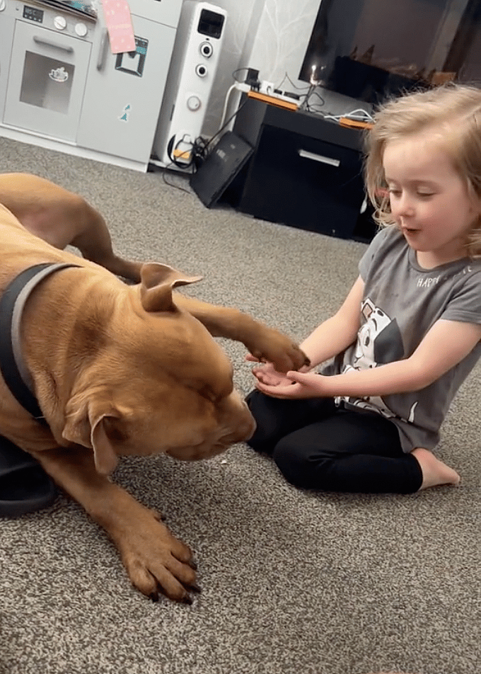 Viral Clip of Kid and XL Bully Shows the Signs Every Parent Needs to Know