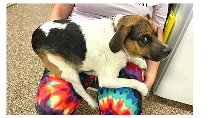 Dog with Rare Short Spine Syndrome - Breve