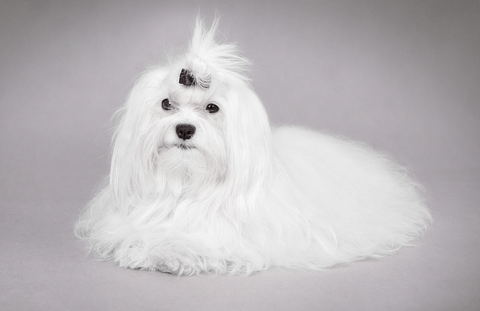 Are Maltese Hypoallergenic?