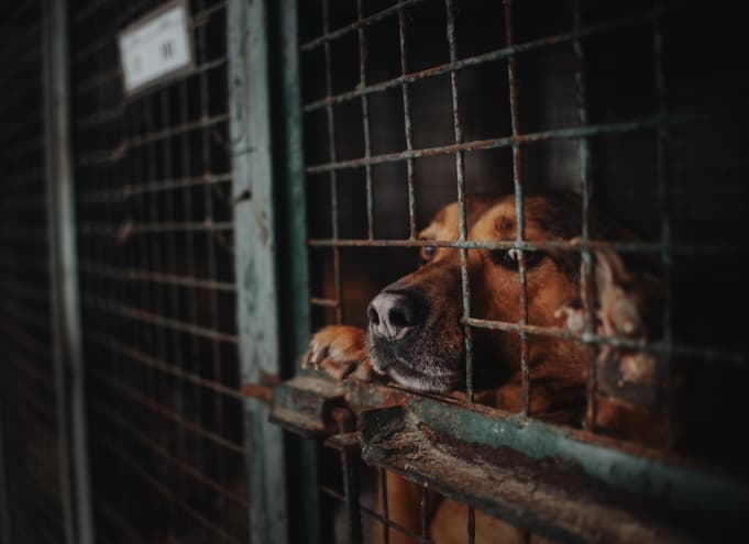Hold Periods For Pets At the Shelter