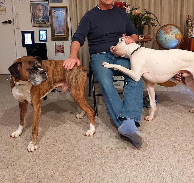 Boxers Left at Home After Owner Passes