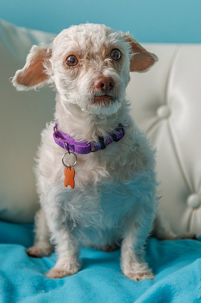 Winnie - Shih Tzu