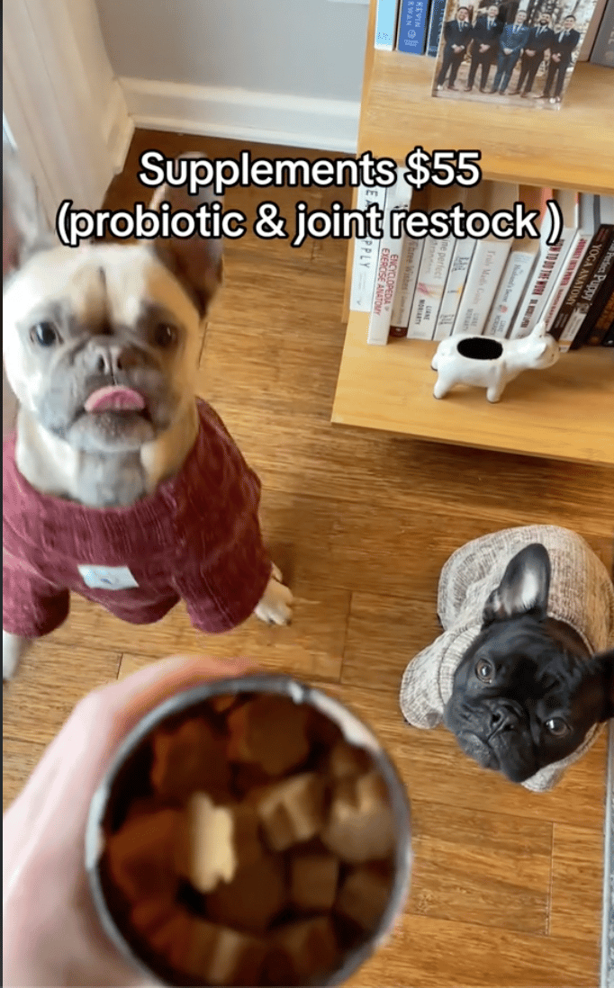 cost of having french bulldog