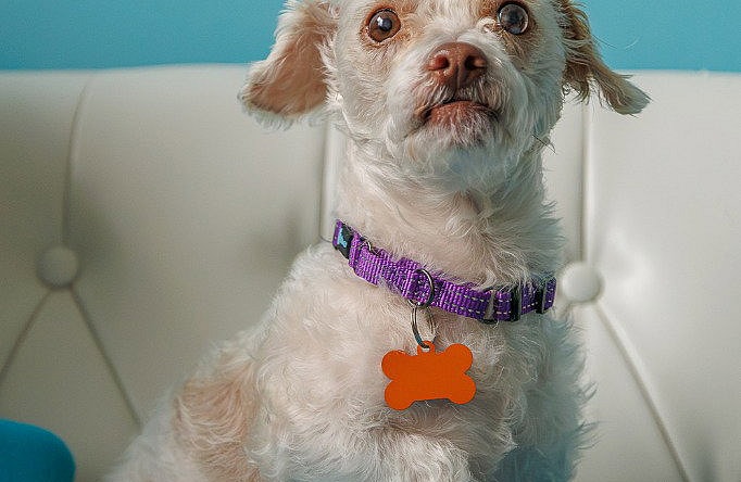 Winnie - Shih Tzu