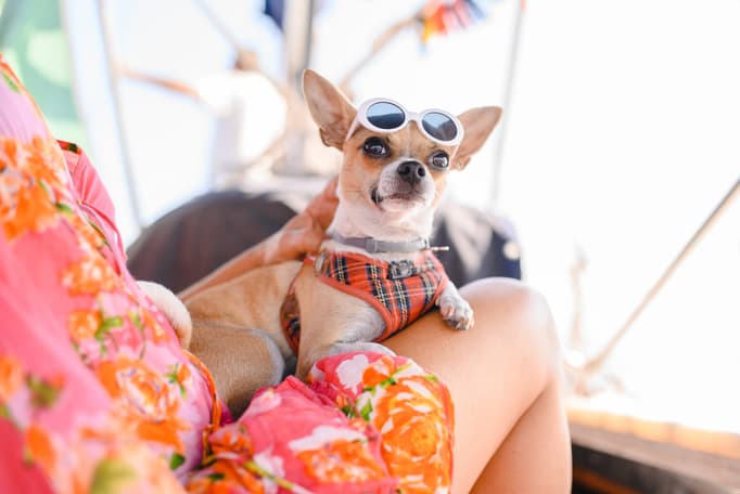 Fashion-Inspired Designer Dog Names