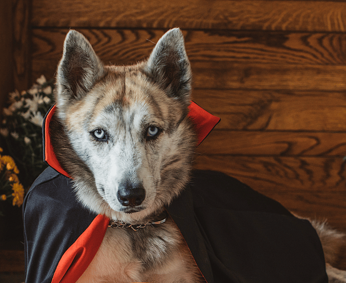 Gothic Names for Dogs