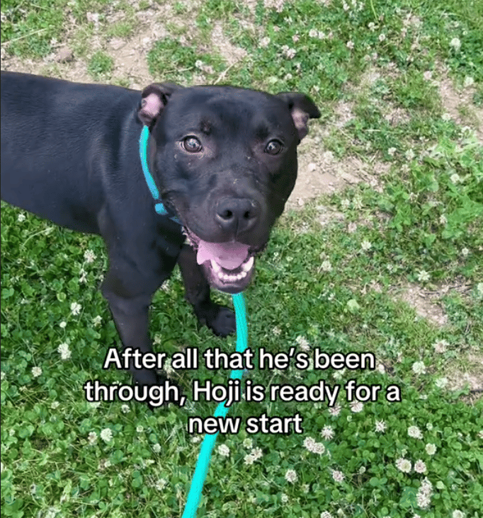 Dog Abandoned in Filthy Apartment Without Food or Water Yearns for a Forever Home