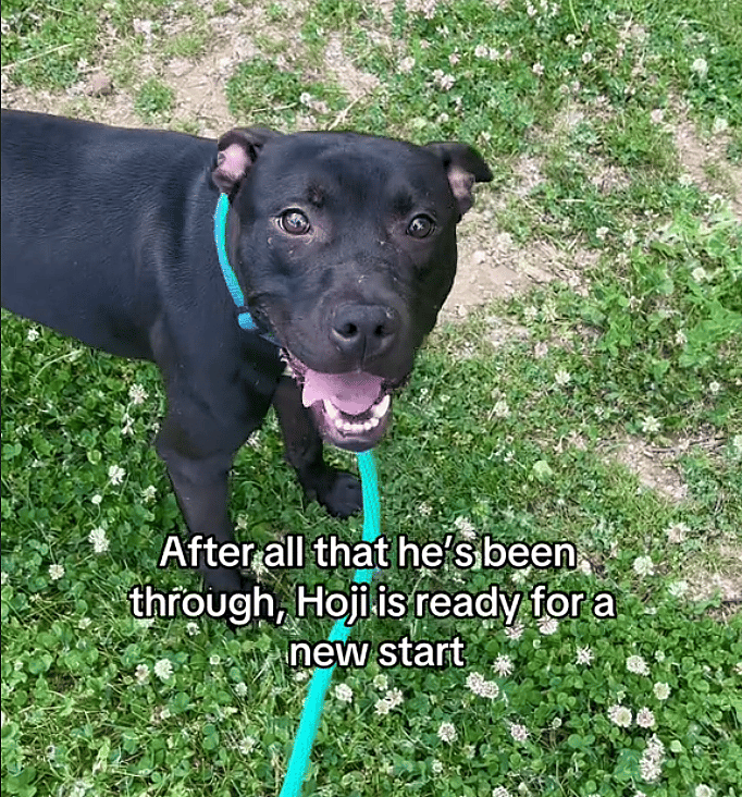 Dog Abandoned in Filthy Apartment Without Food or Water Yearns for a Forever Home