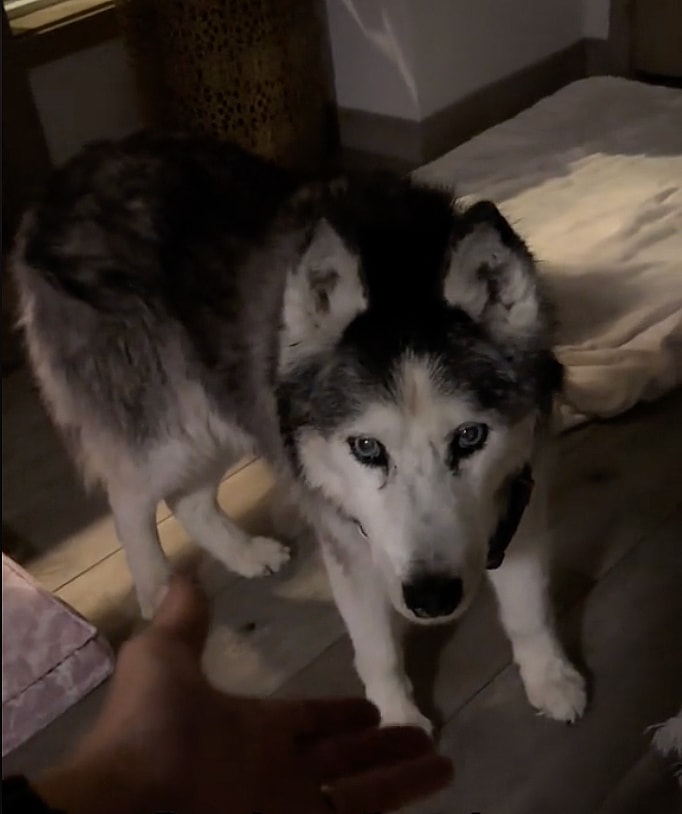 Viral TikTok Shows The Symptoms of Canine Dementia—Learn What To Look For