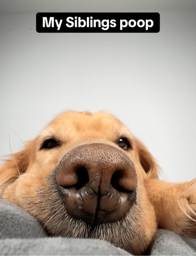 This Dog Mom's List of Dangerous Things Her Goldens Ate (& Survived) Will Make Your Jaw Drop  
