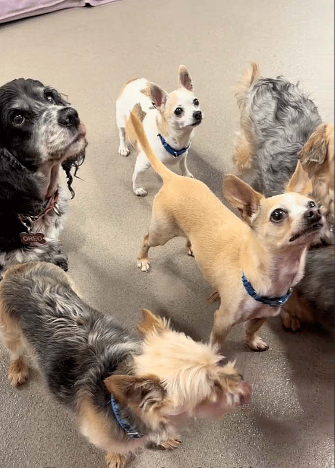 These Forgotten Senior Dogs Stole Our Hearts  - Now They Need Homes