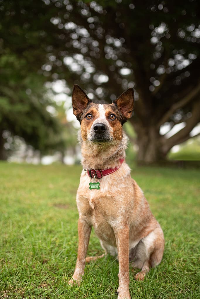 Marco up for Adoption