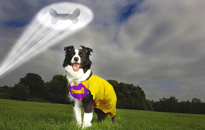 Superhero Dog Names ????