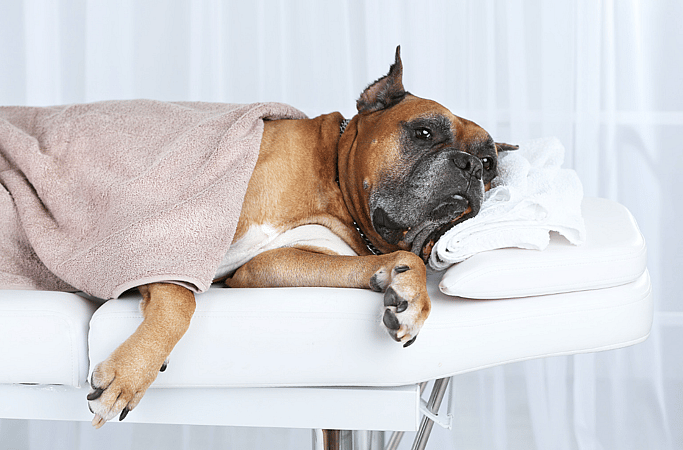 Dog in a hospital bed