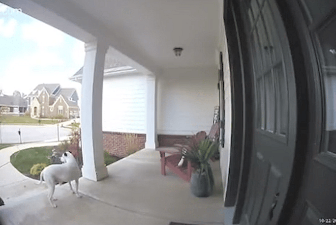 Odie waiting for Iris in front door