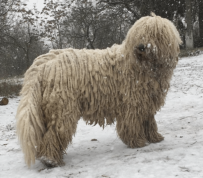 Komondor Dog