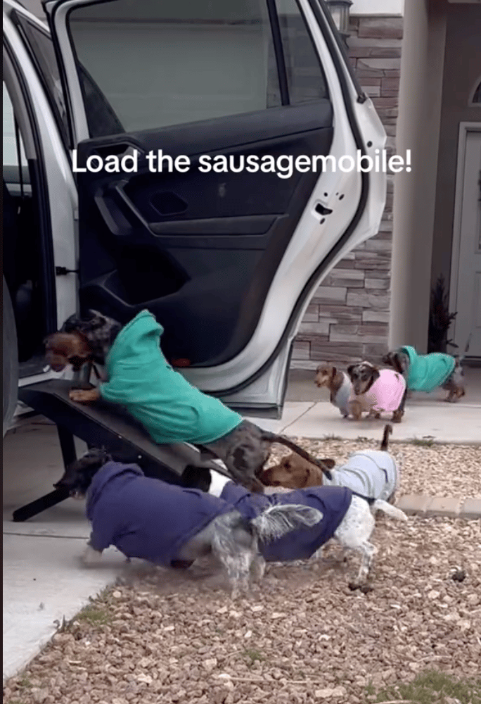 Dachshunds Head Out on a Morning Run