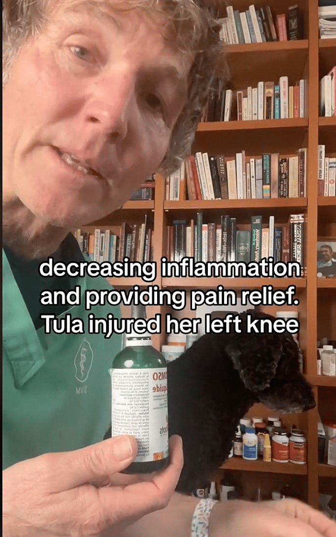 Painkillers for Dogs