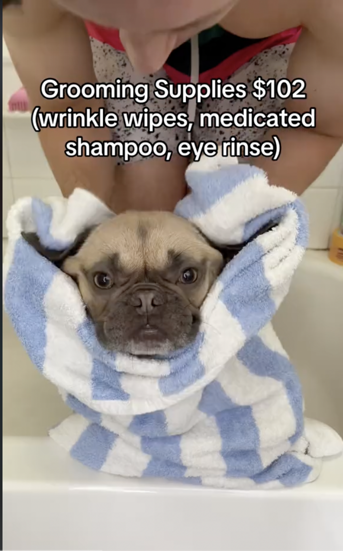 cost of having french bulldog