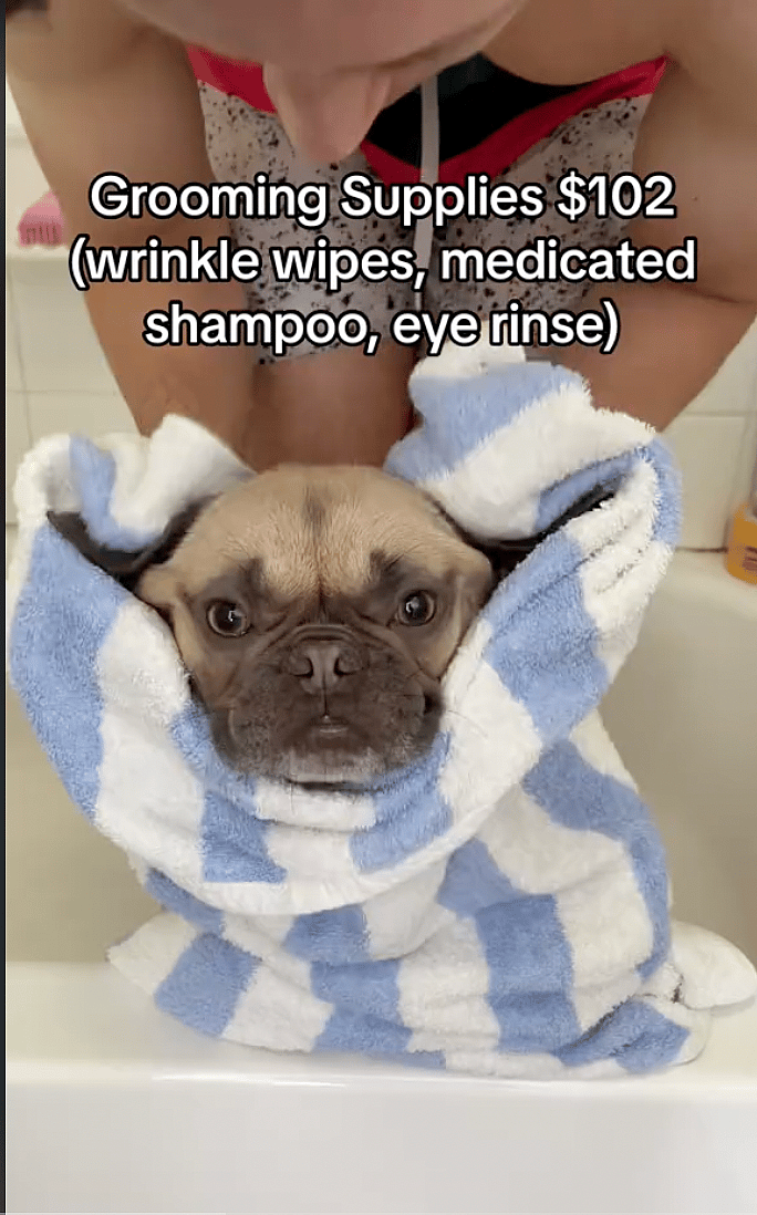 cost of having french bulldog