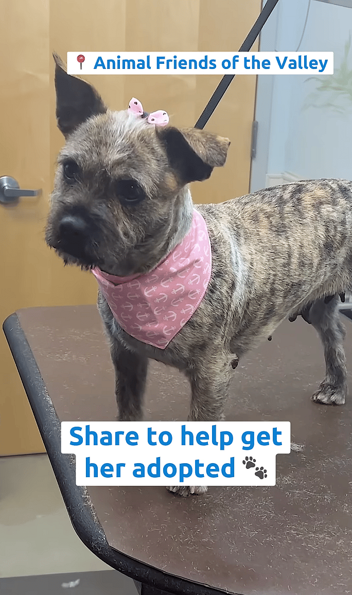 Toto - Dog up for Adoption: Timid Terrier's Adorable Transformation Proves Love Can Make a Big Difference