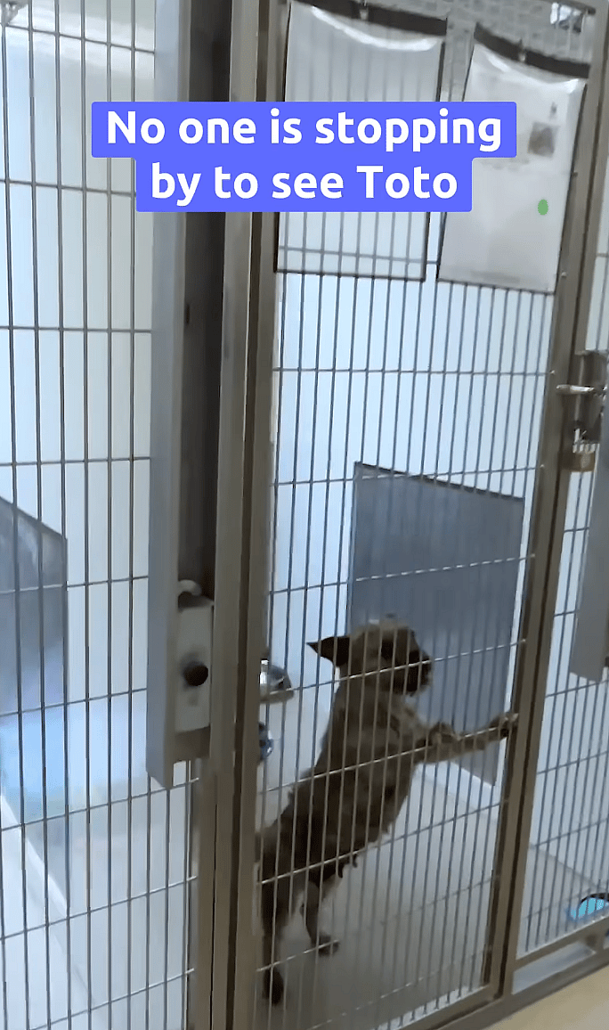 Toto - Dog up for Adoption: Timid Terrier's Adorable Transformation Proves Love Can Make a Big Difference