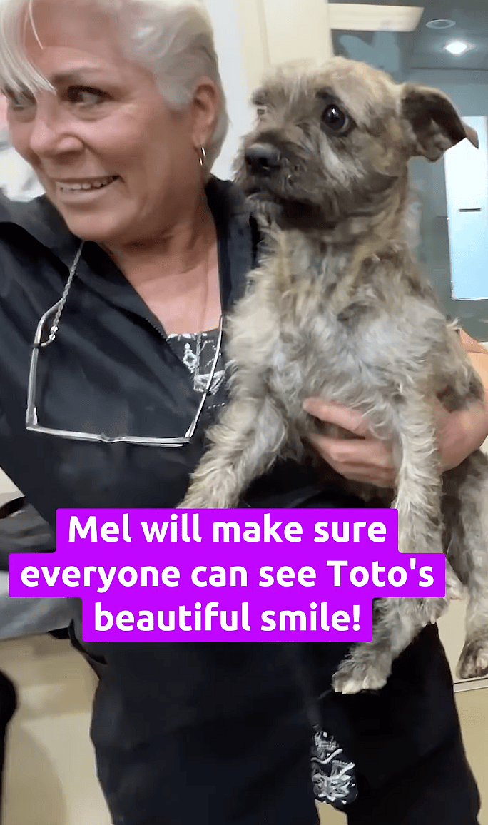 Toto - Dog up for Adoption: Timid Terrier's Adorable Transformation Proves Love Can Make a Big Difference