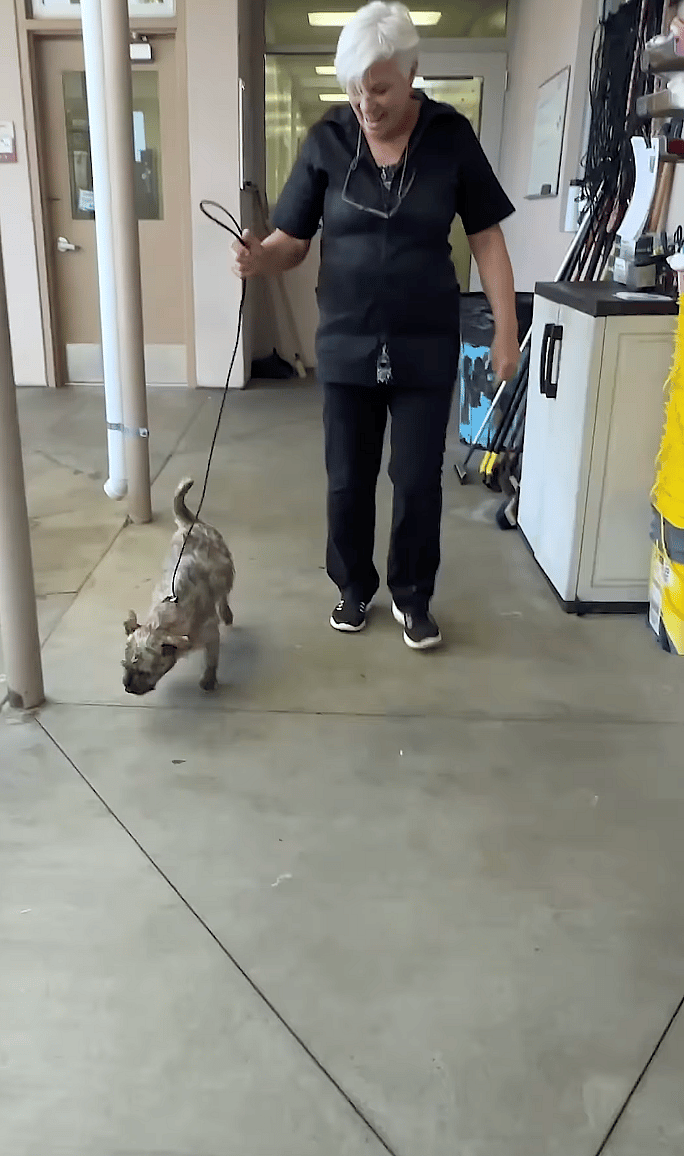 Toto - Dog up for Adoption: Timid Terrier's Adorable Transformation Proves Love Can Make a Big Difference