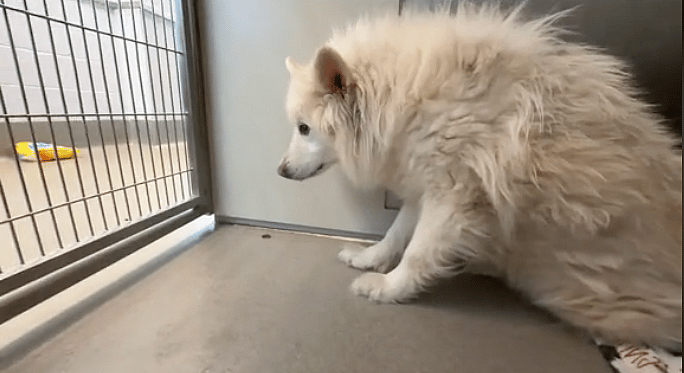Sitting with dogs: The Heartwarming Moment A Terrified Malamute Is Comforted by His Sister In Shelter Kennel