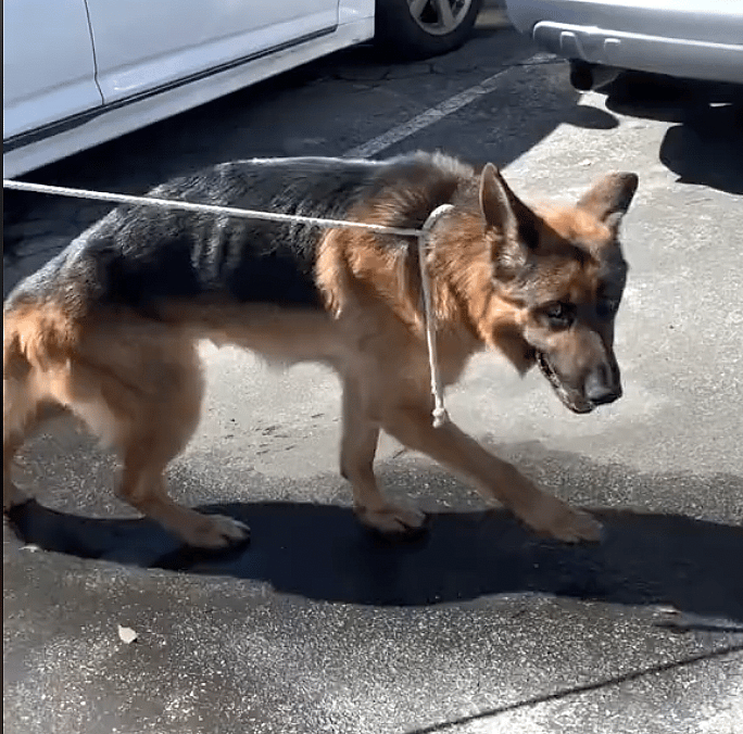 Stressed-Out Shelter Dog Couldn’t Stop Spinning in His Kennel Until This Happened