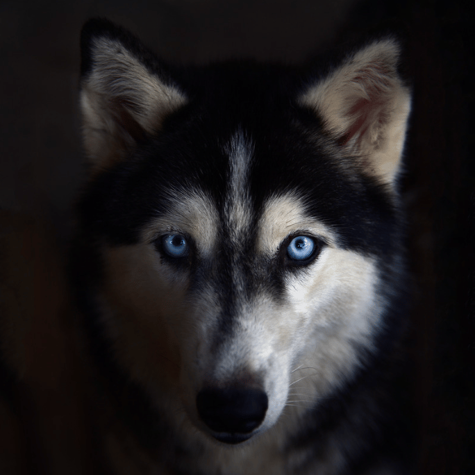 Husky Dog Name