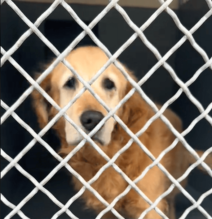 Senior Dog Suffers One Emotional Blow After Another After Owner Dies, Family Returns Her to Shelter 