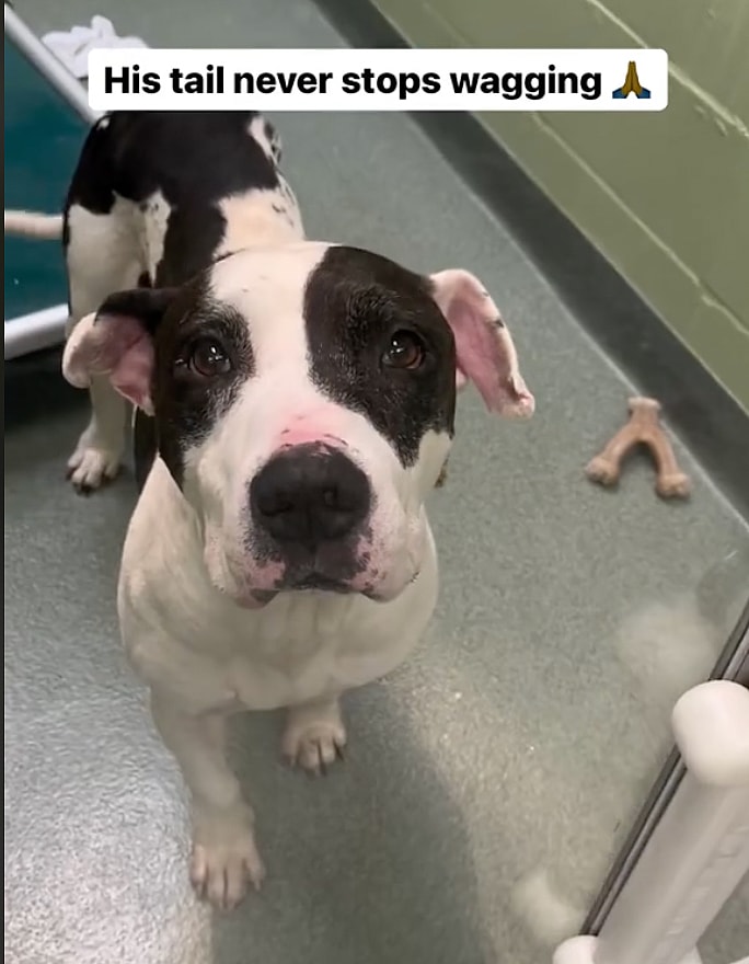 Oldest Shelter Dog Will Give Anything to Enjoy Seniorhood With a Forever Family  