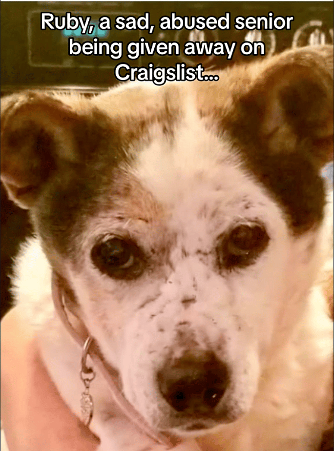 Dog rescue: Woman Turns Grief Into Inspiring Mission To Help Senior Pets in Need