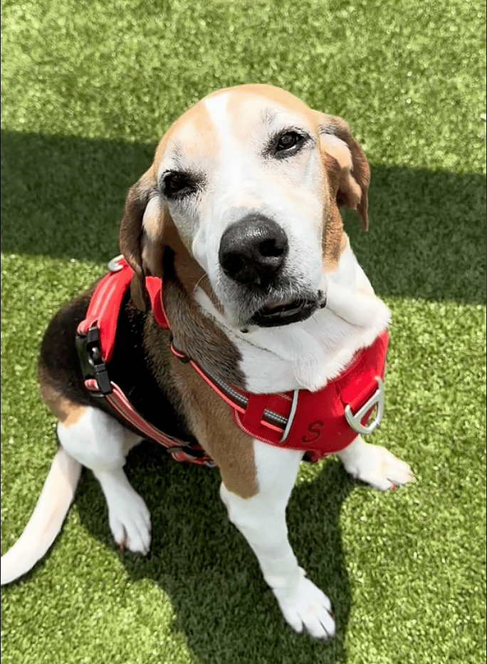 These Forgotten Senior Dogs Stole Our Hearts  - Now They Need Homes