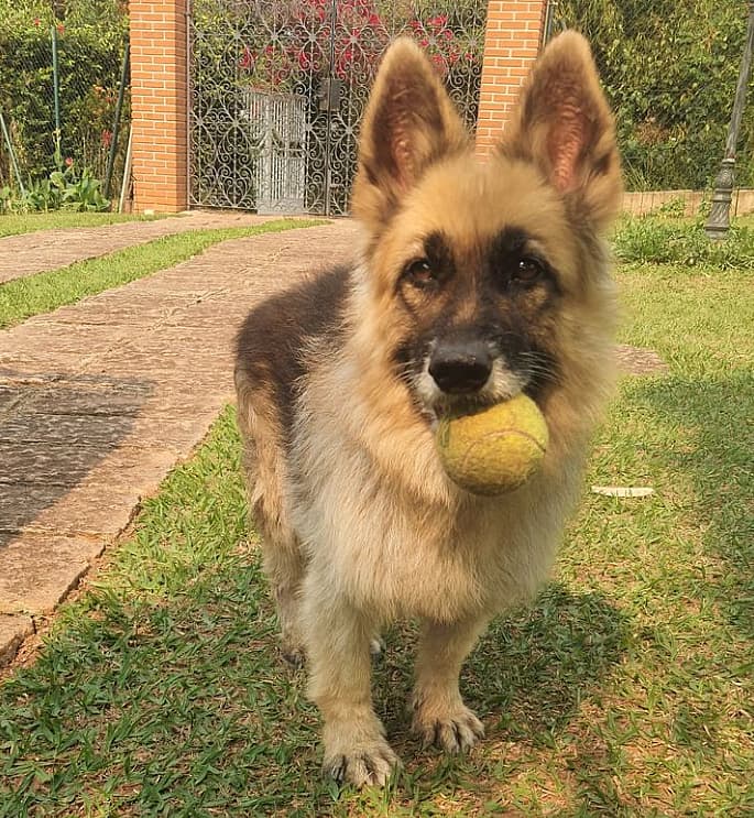 Dwarfism In Dogs