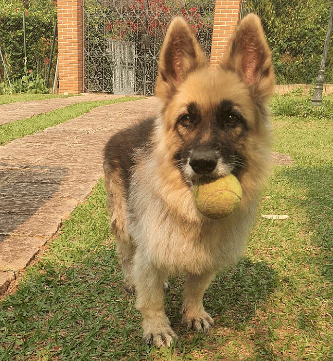 Dwarfism In Dogs