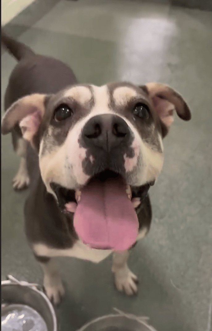 Dog Returned to Shelter After House Dogs Bully Him, Longs for a Permanent Home