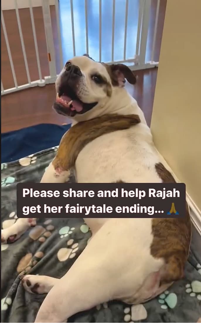 Shelter Staff Beg for Someone to Give Sweet Senior Bulldog Chance at Forever Home