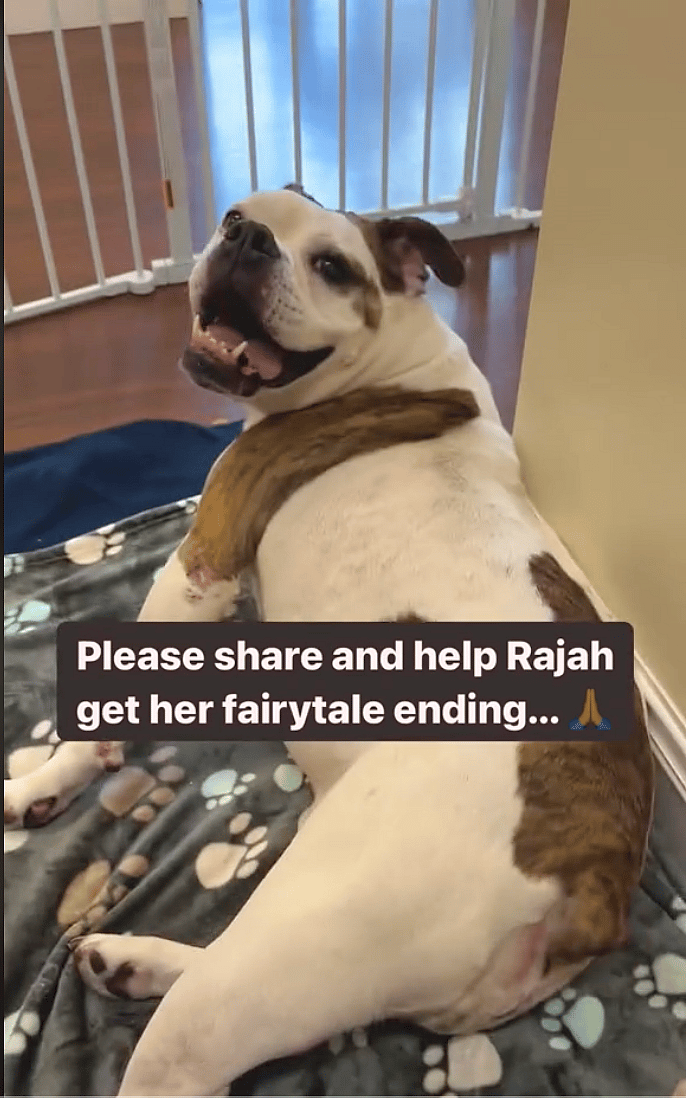 Shelter Staff Beg for Someone to Give Sweet Senior Bulldog Chance at Forever Home