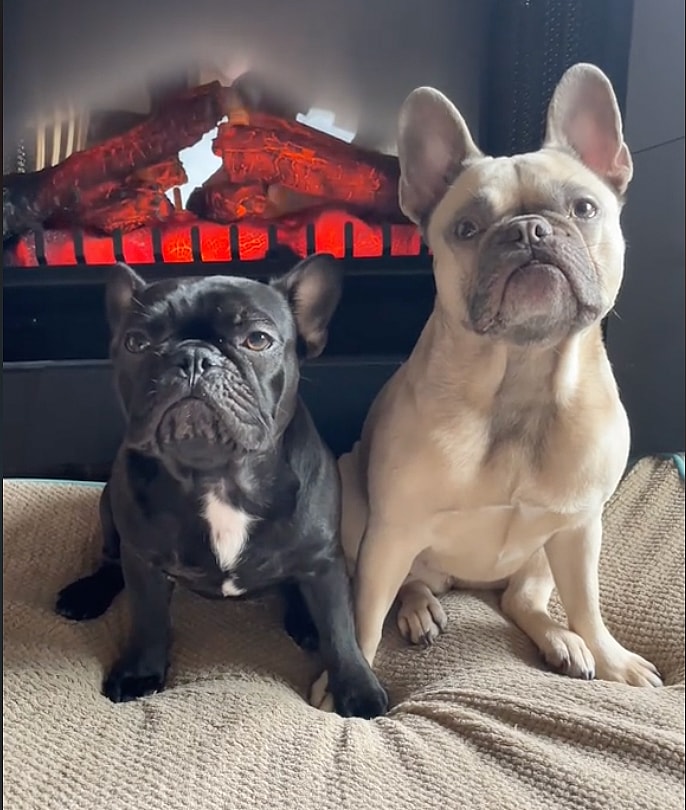 cost of having french bulldog