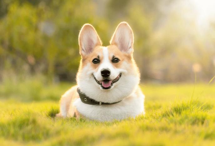 Happy corgi