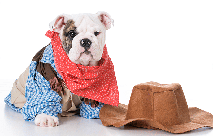 Taylor Swift Inspired Dog Names