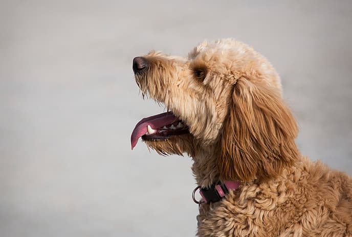 Goldendoodle Names