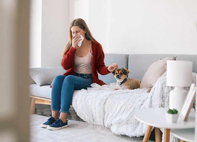 Are French Bulldogs Hypoallergenic