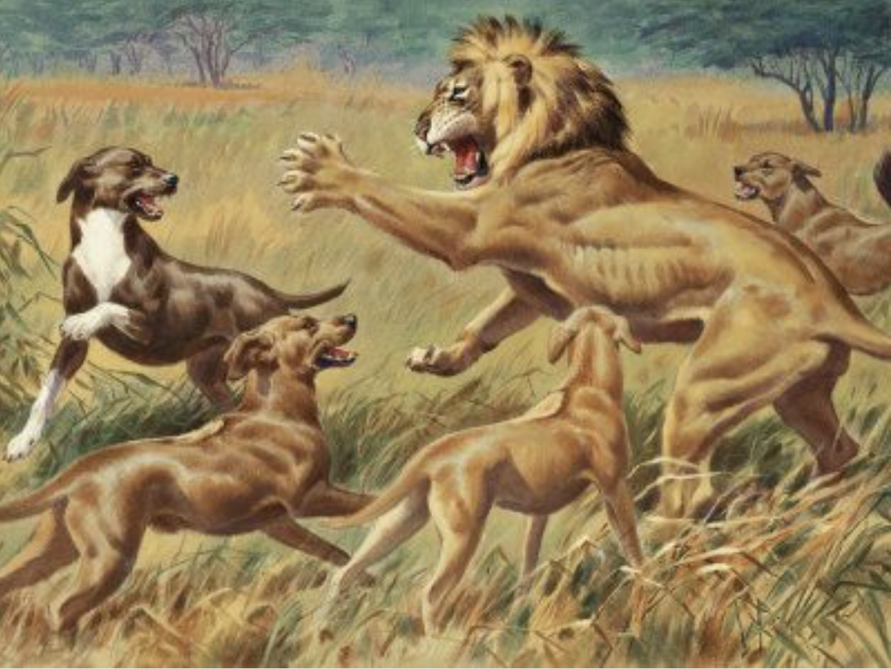 Dogs That Hunted Lions in Africa