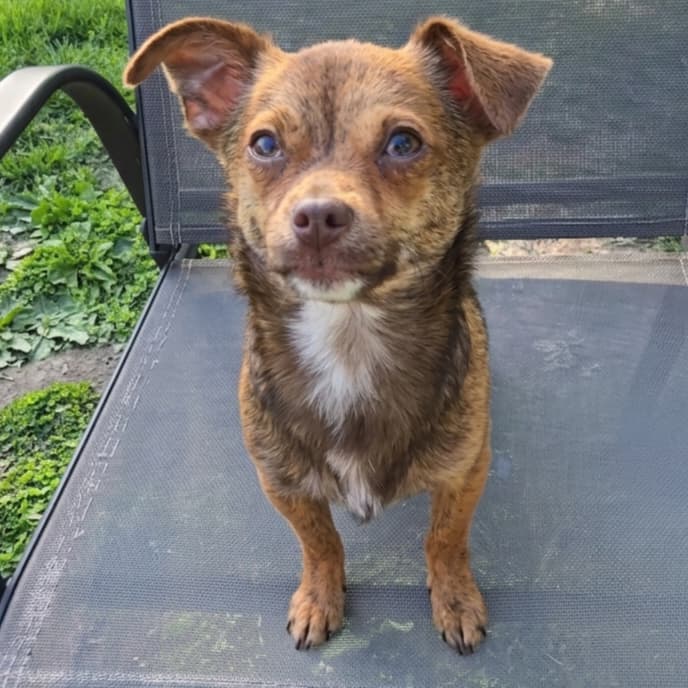 Taquito - Chihuahua