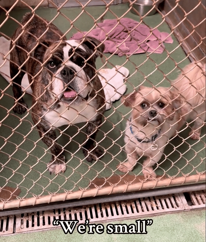 Think You Need a Breeder for a Perfect Pup? Think Again