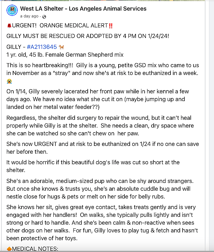 Dog Bound to Fence by Legs, Torso & Neck Escapes Euthanasia to Find Her Soulmate